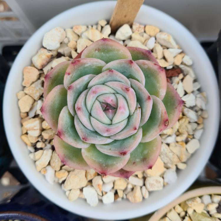 Plant image Echeveria Silhouette