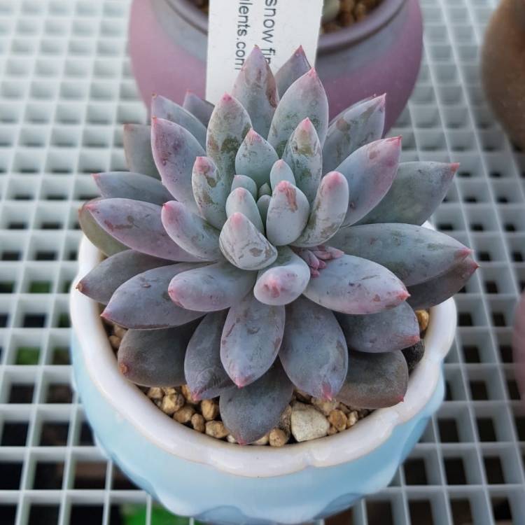 Plant image Pachyveria Snow Finger