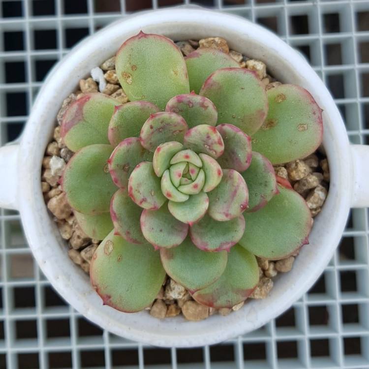 Plant image Echeveria Salmon