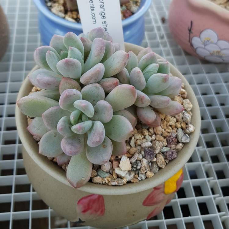 Plant image xGraptoveria Orange Sherbet