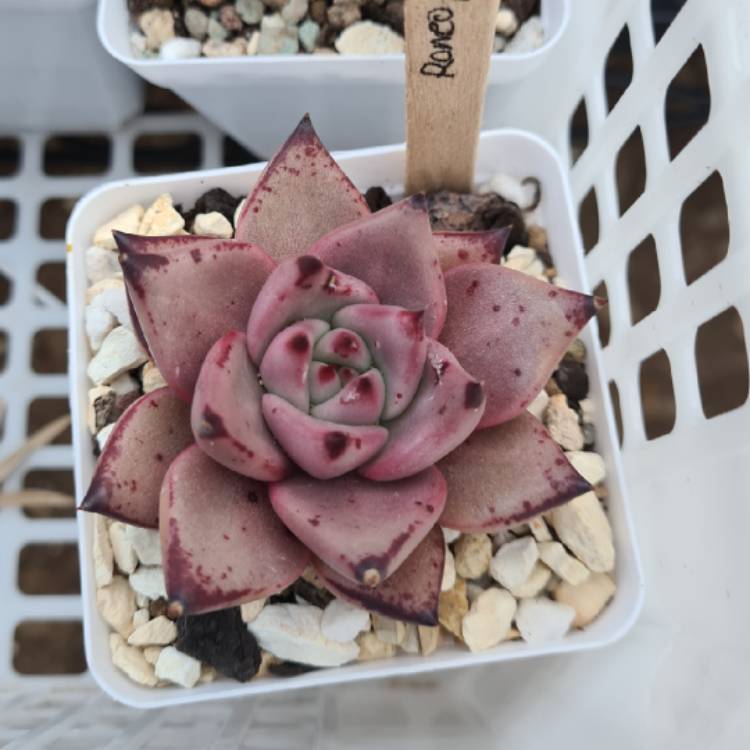 Plant image Echeveria Agavoides Ebony x Romeo