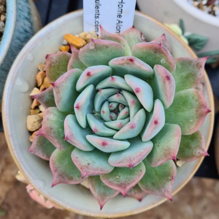 Plant image Echeveria Home Alone