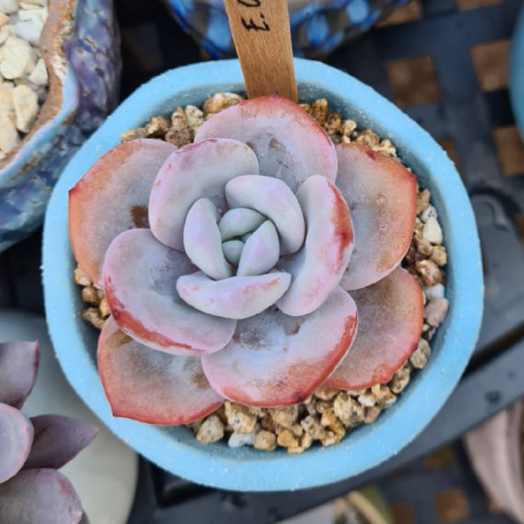 Plant image Echeveria Cream Tea 