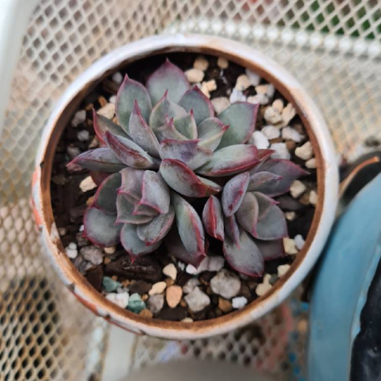 Plant image Echeveria Dark Ice