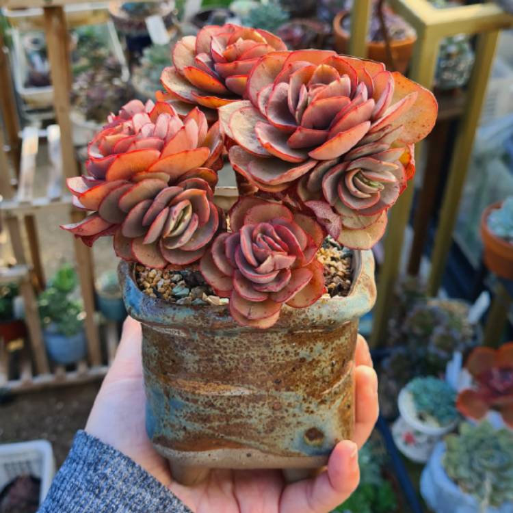 Plant image Echeveria Suyon