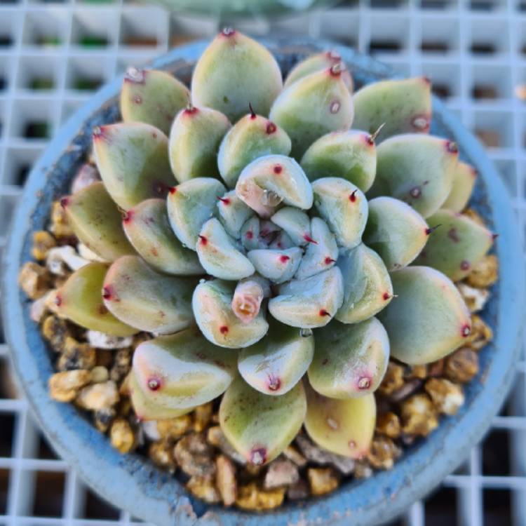 Plant image Echeveria Emma 