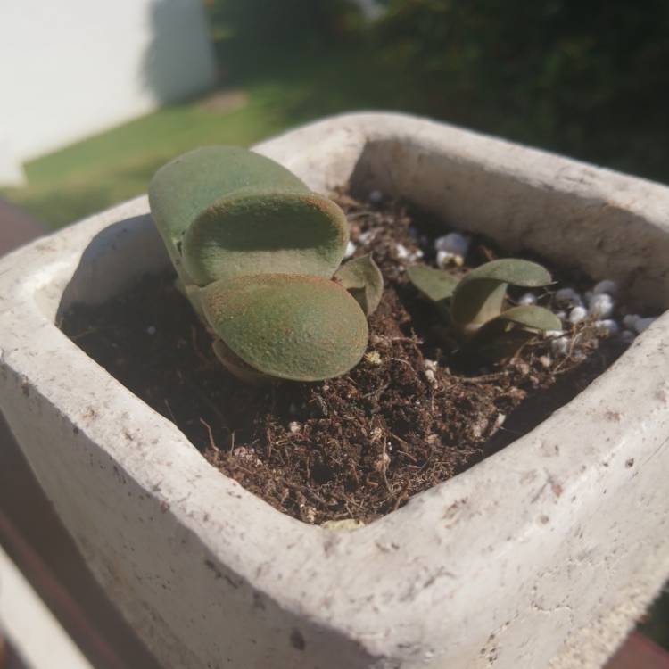 Plant image Gasteria Glomerata