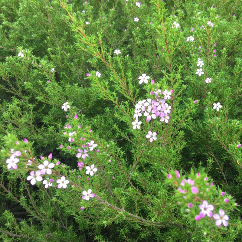 Plant image Coleonema pulchrum syn. Diosma