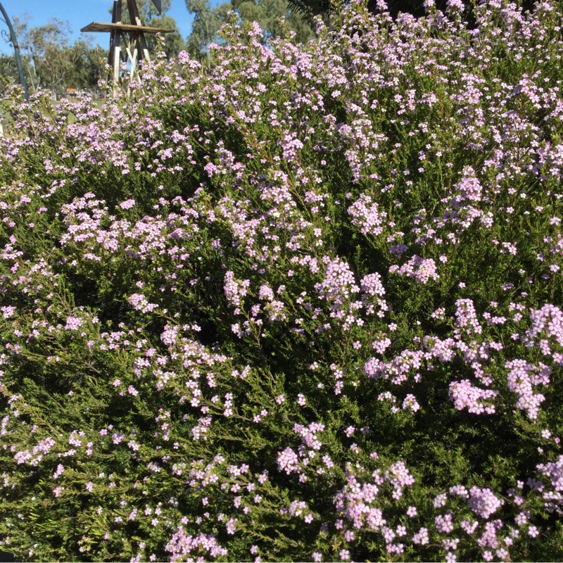 Coleonema pulchrum syn. Diosma