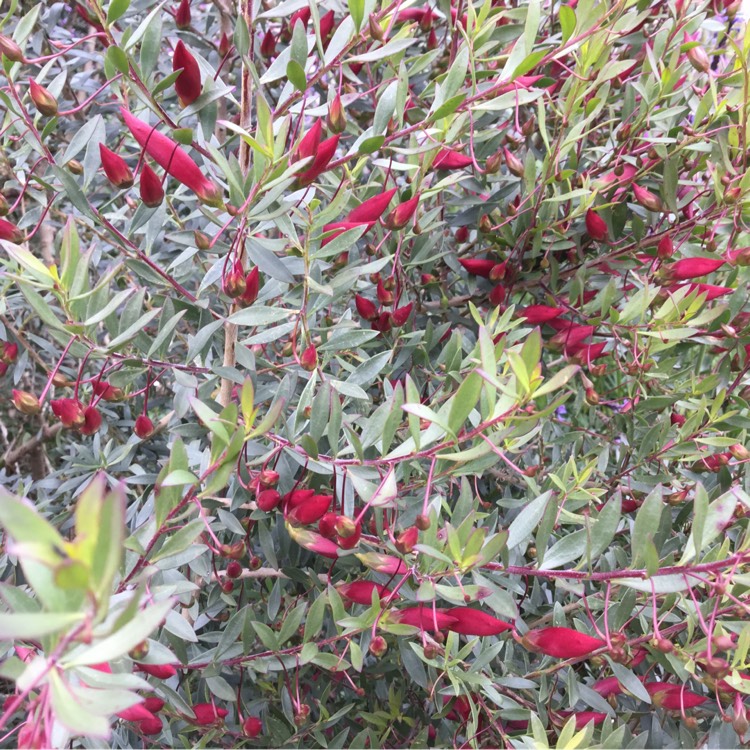 Plant image Eremophila