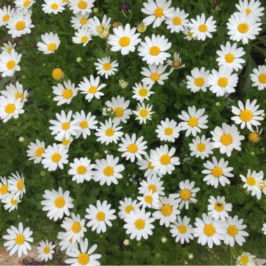 Leucanthemum x superbum 'Polaris'