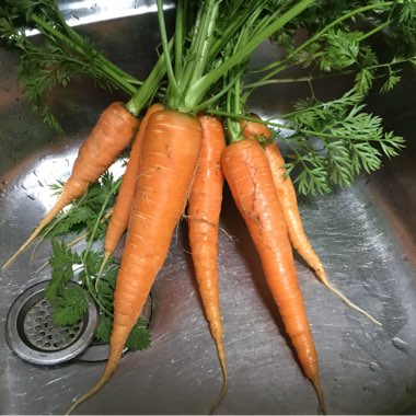 Daucus carota subsp. sativus