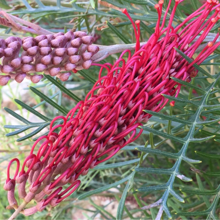 Plant image Grevillea 'Firesprite'