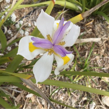 Dietes grandifolia syn. Dietes grandiflora 'Reen Lelie'