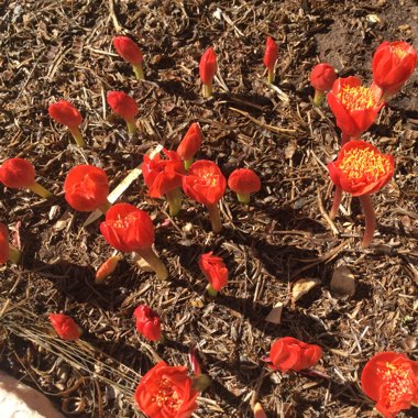 Haemanthus coccineus