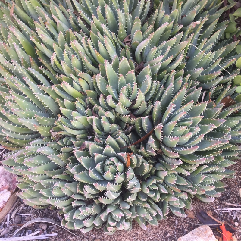 Aloe Brevifolia