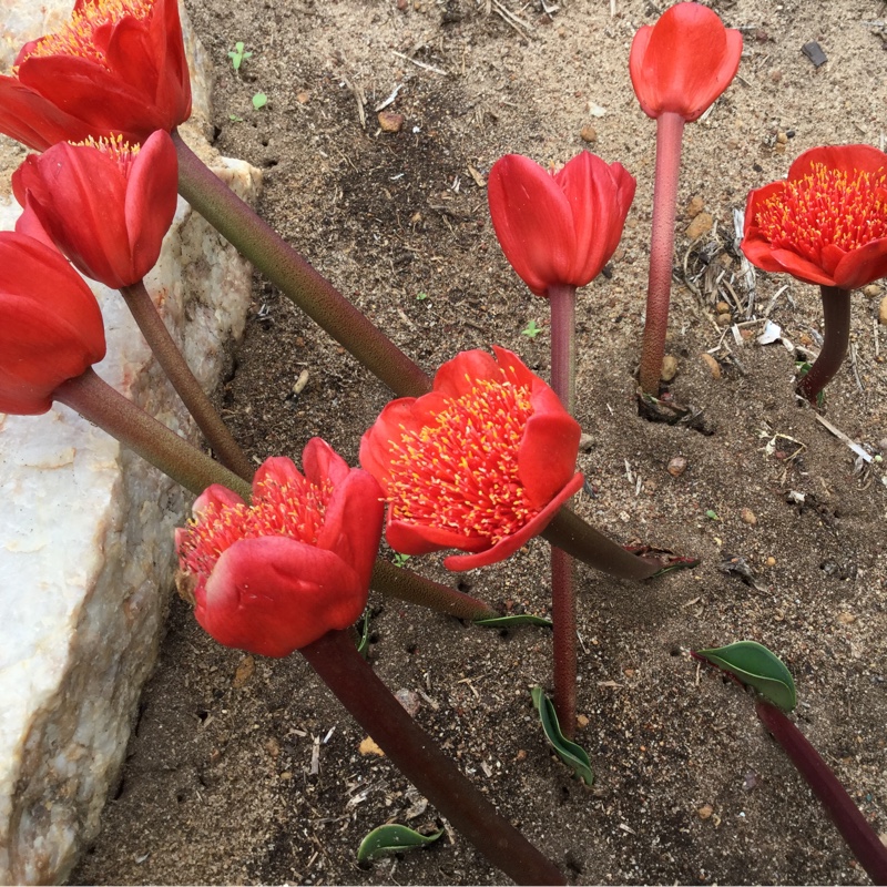 Haemanthus coccineus