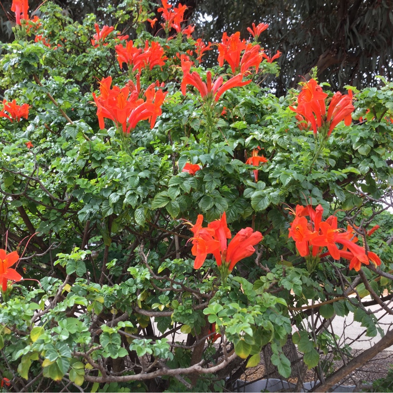 Plant image Tecoma Capensis