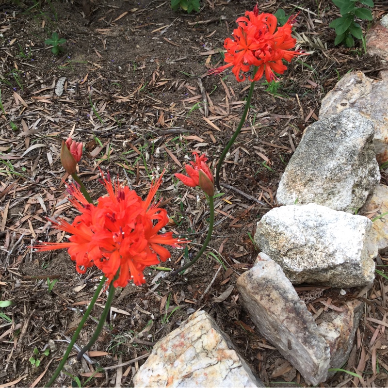 Plant image Nerine sarniensis