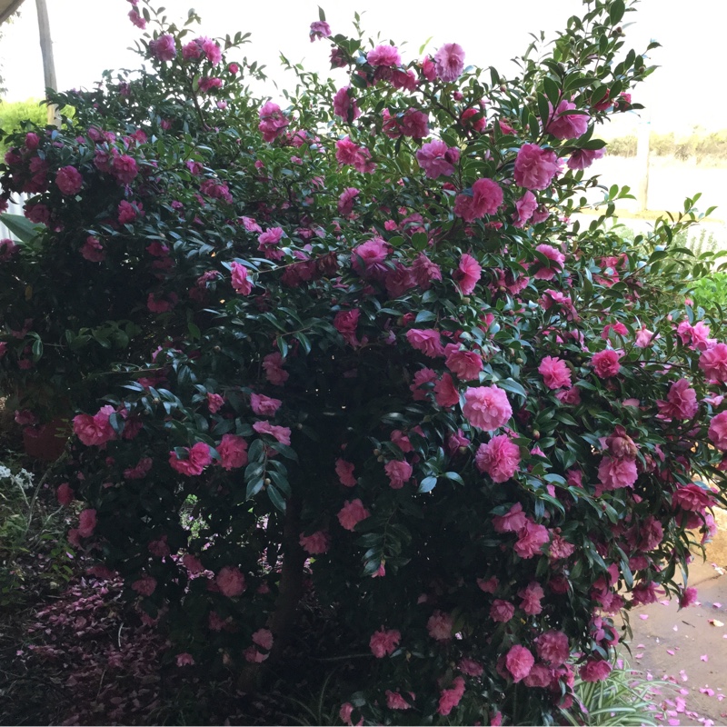 Plant image Camellia sasanqua 'Starry Eyes'