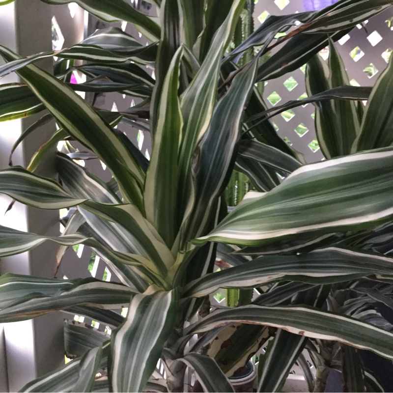 Dracaena