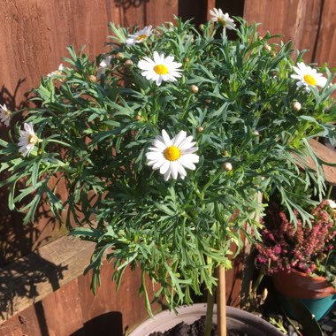 Marguerite Daisy Madeira 'White Improved'