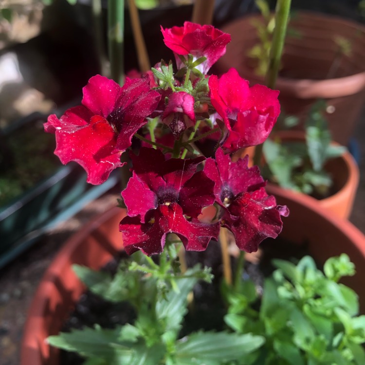 Plant image Nemesia 'Nesia Burgundy'