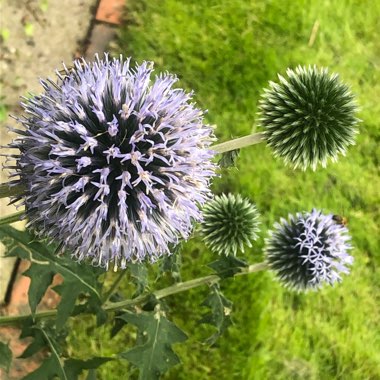 Globe Thistle 'Veitch's Blue'