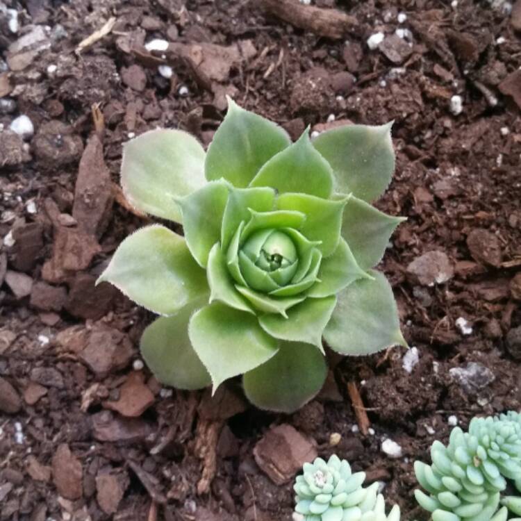 Plant image Sempervivum Carmen