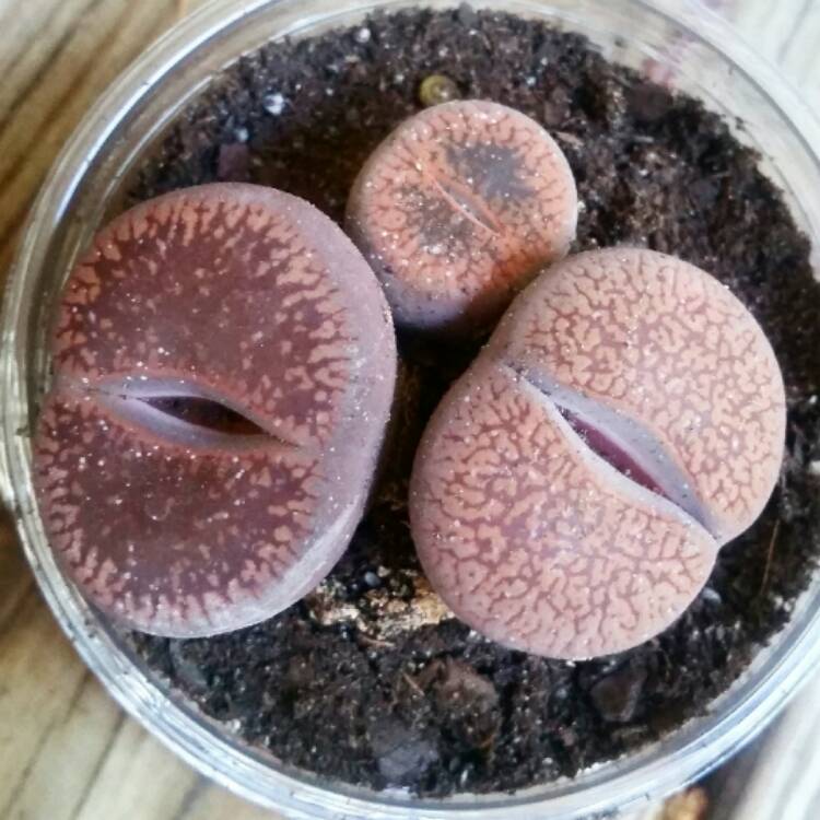 Plant image Lithops Hookeri var. Dabneri