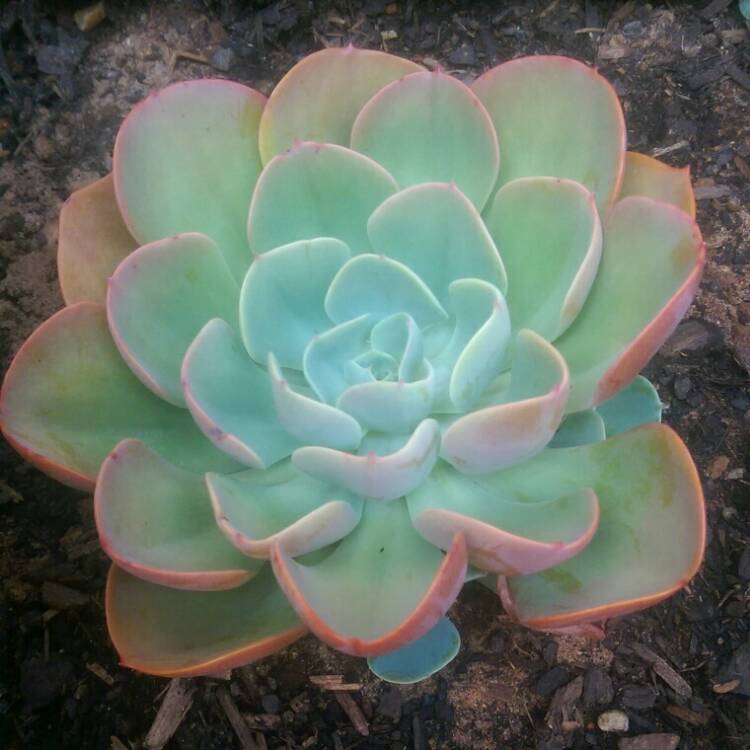 Plant image Echeveria Cloudburst