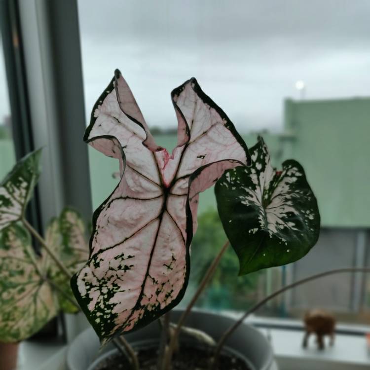 Plant image Caladium 'Thai Beauty'