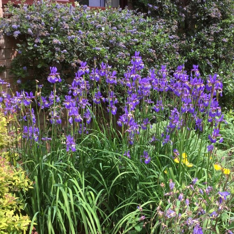 Plant image Iris sibirica 'Flight of Butterflies'