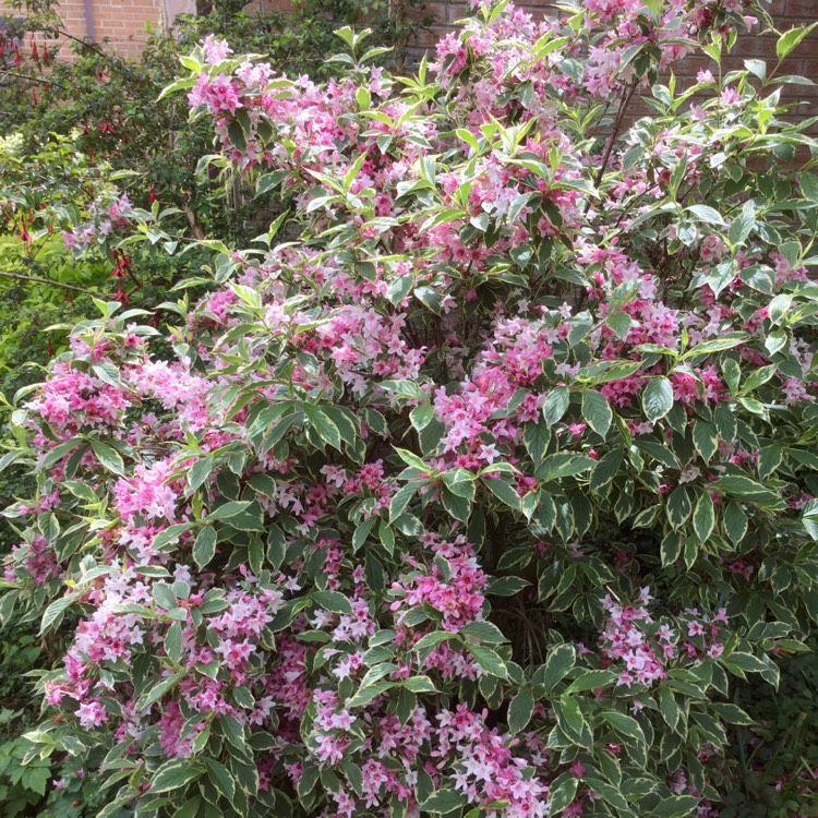 Plant image Weigela 'Kosteriana Variegata'