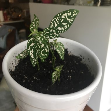 Hypoestes phyllostachya 'Splash Select White'