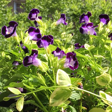 Torenia fournieri