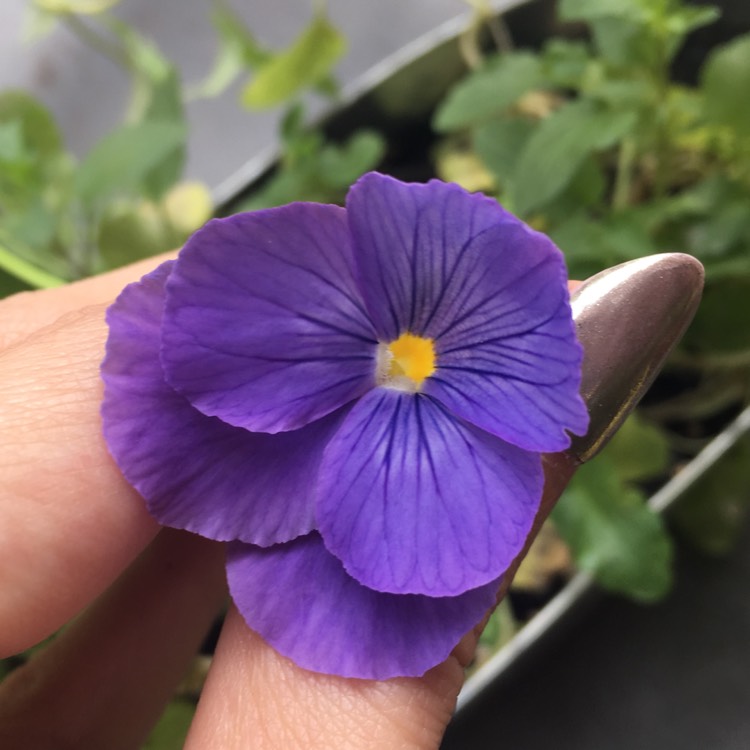 Plant image Viola cornuta 'Penny™ Denim Jump Up'