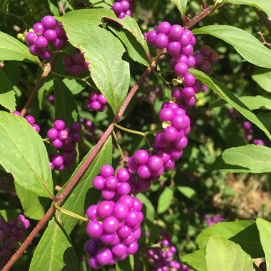 Callicarpa Bodinieri