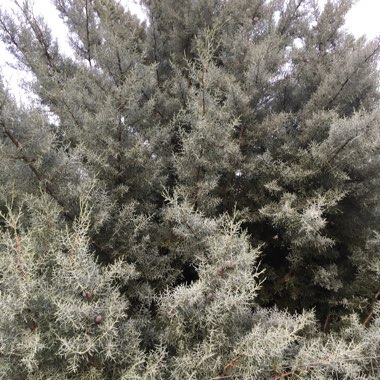 Cupressus arizonica 'Blue Ice'