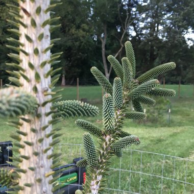 Abies pinsapo