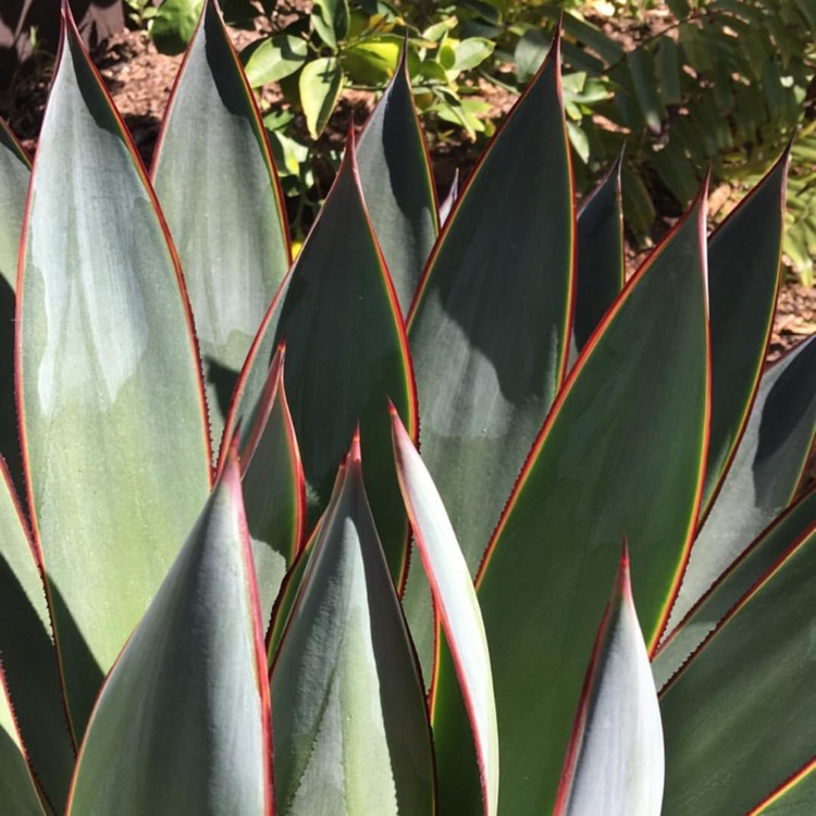 Plant image Agave tequilana