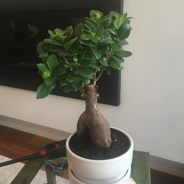 Ficus microcarpa 'Ginseng'