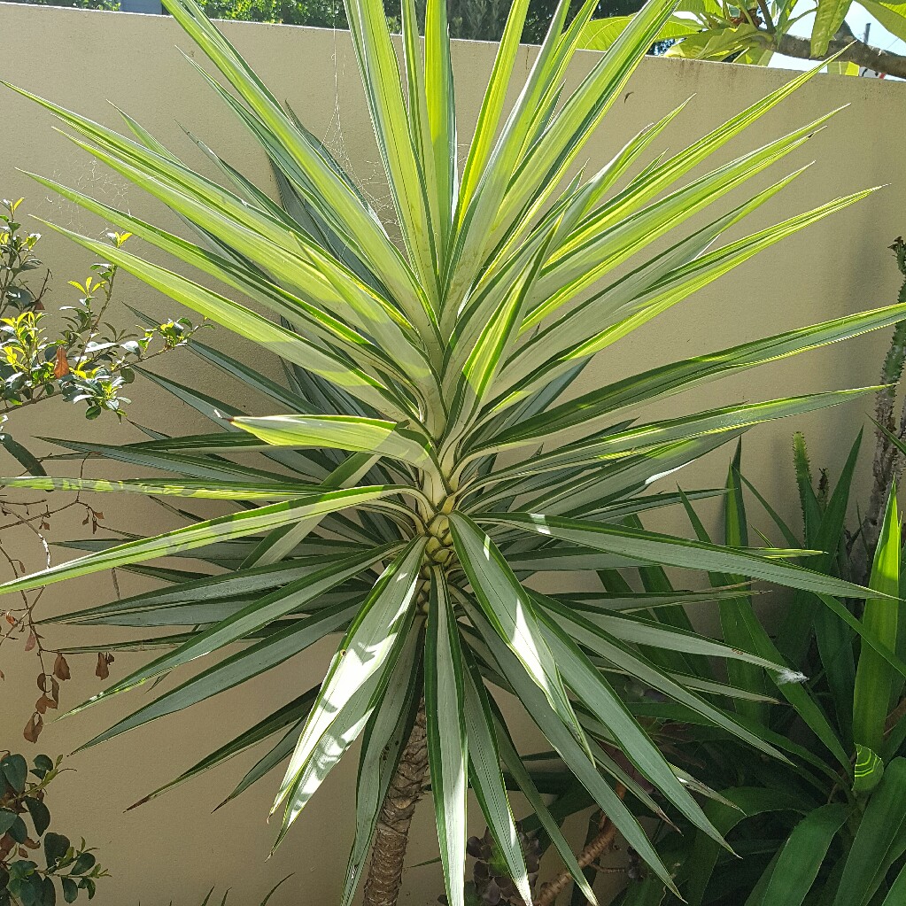 Yucca