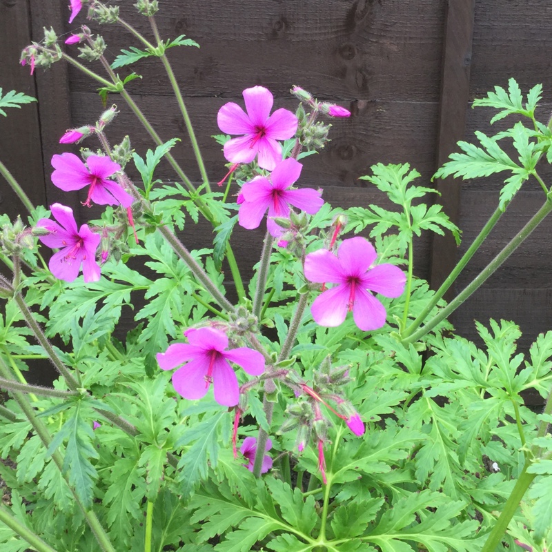 Plant image Geranium 'palmatum'