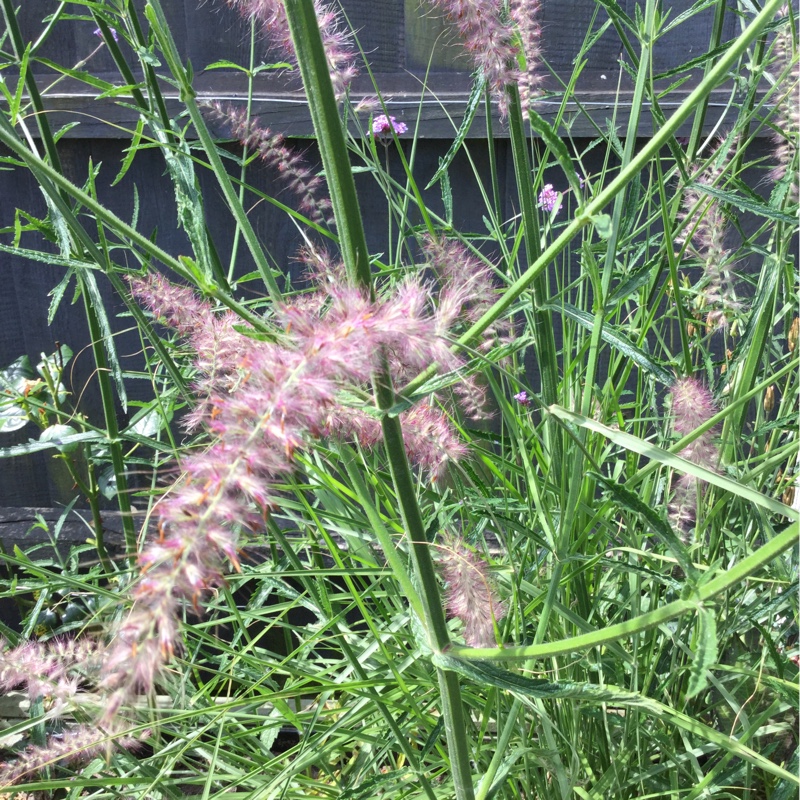 Plant image Pennisetum alopecuroides