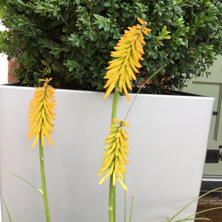 Plant image Kniphofia 'Mango Popsicle' (Popsicle Series)