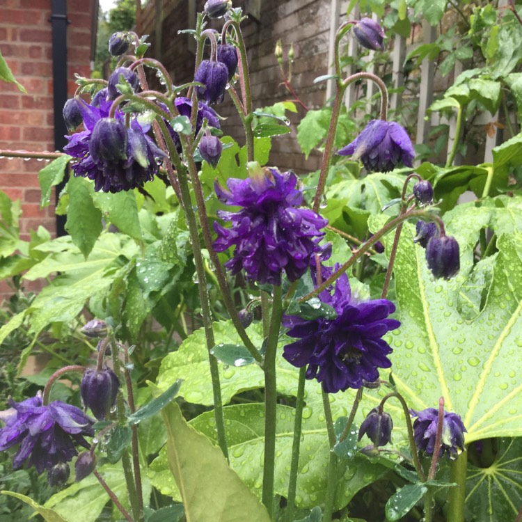 Plant image Aquilegia bulgaria 'Blue Barlow'