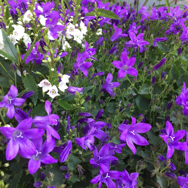 Plant image Campanula portenschlagiana 'Hoffmann Blue'