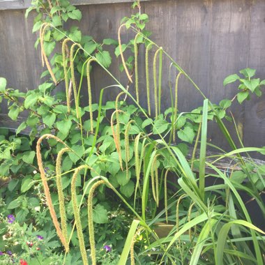 Carex Pendula