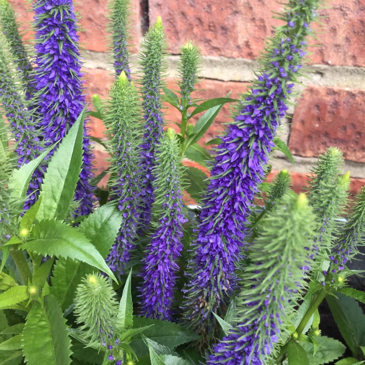 Plant image Veronica spicata 'Ulster Blue Dwarf'